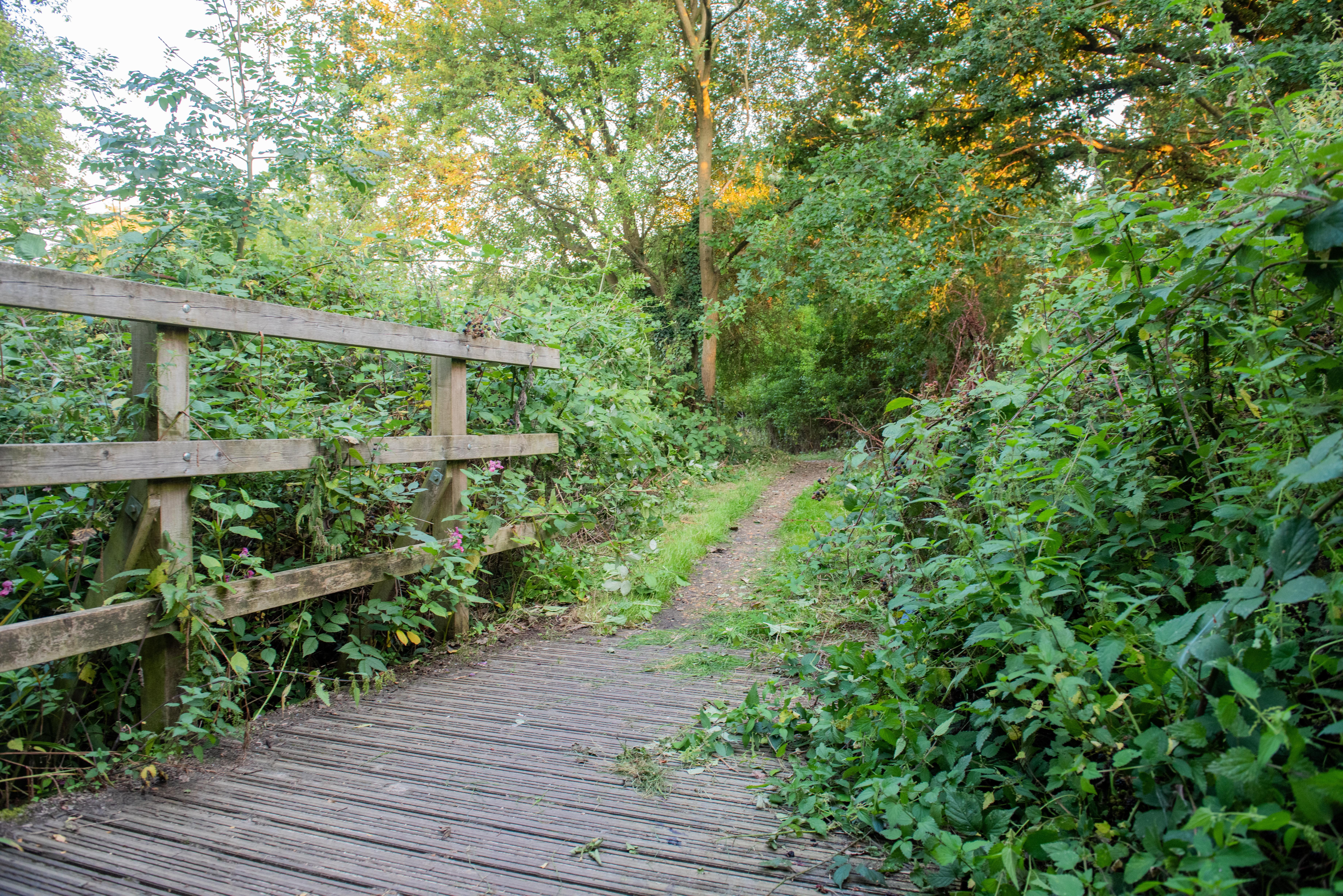 Image for Led Walk: Gutteridge Woods, Hayes