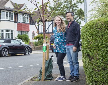 Trees for Streets