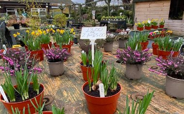 A view of spring plants for sale at the RAGC