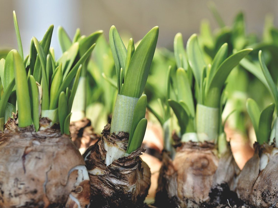 Image for Sow and Grow Kids: Spring Bulbs