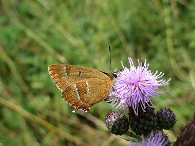 Picture of a brown hairstreak butterfly taken by Val Borrell of London Wildlife Trust (no credit required)