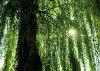 Willow tree 