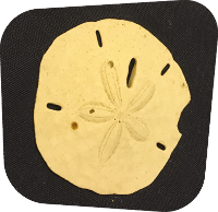 Sand Dollar Shell