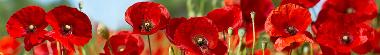 Field of poppies